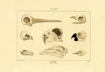 Teschi